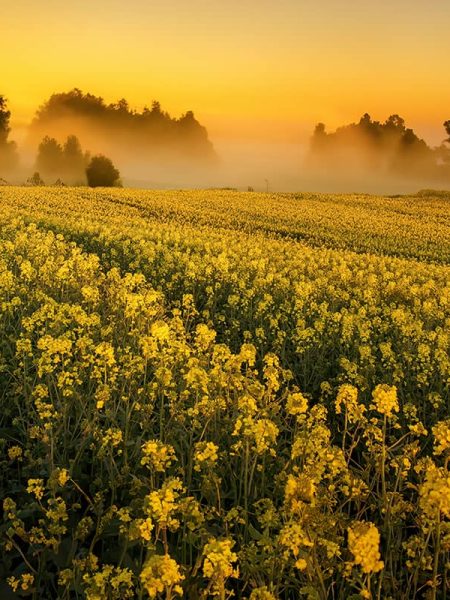 Agriculture Blog Grid