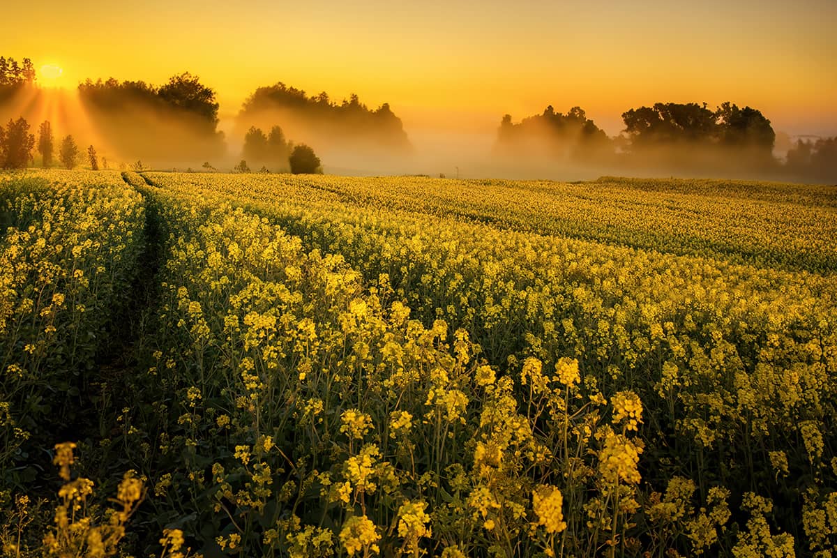 Agriculture Blog Grid