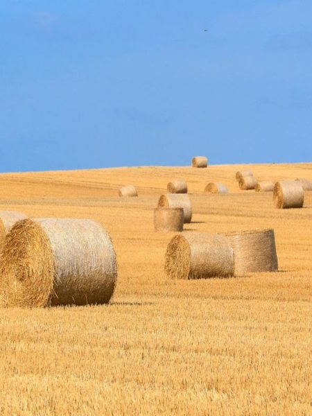 Agriculture Blog Grid View