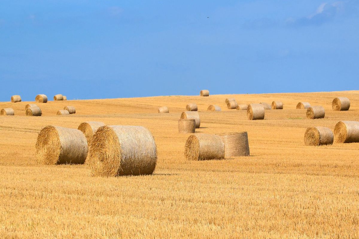 Agriculture Blog Grid View